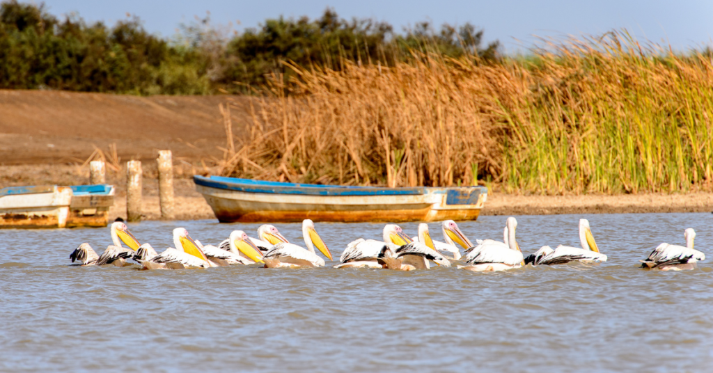 Djoudj National Bird Sanctuary