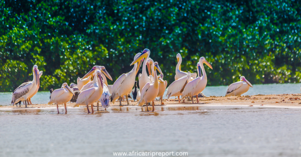 senegal pelicans