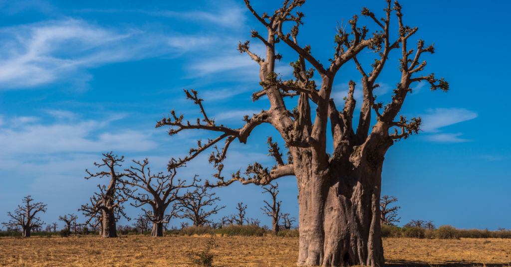 Senegal Worth Visiting