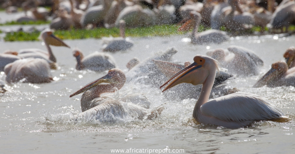 pelicans in senegal