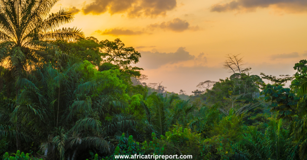 liberia forest